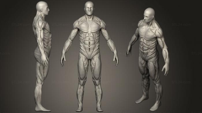 Anatomy of skeletons and skulls (Muscles, ANTM_0912) 3D models for cnc